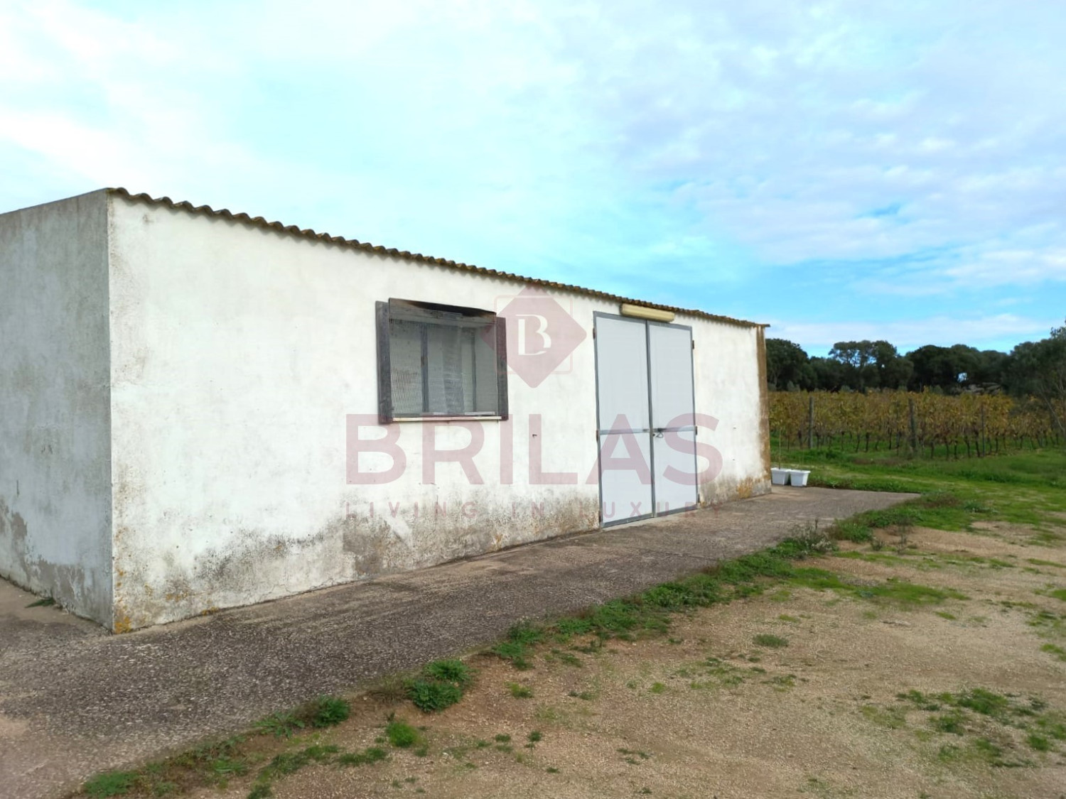 Esclusiva Azienda Vitinicola a Berchidda
