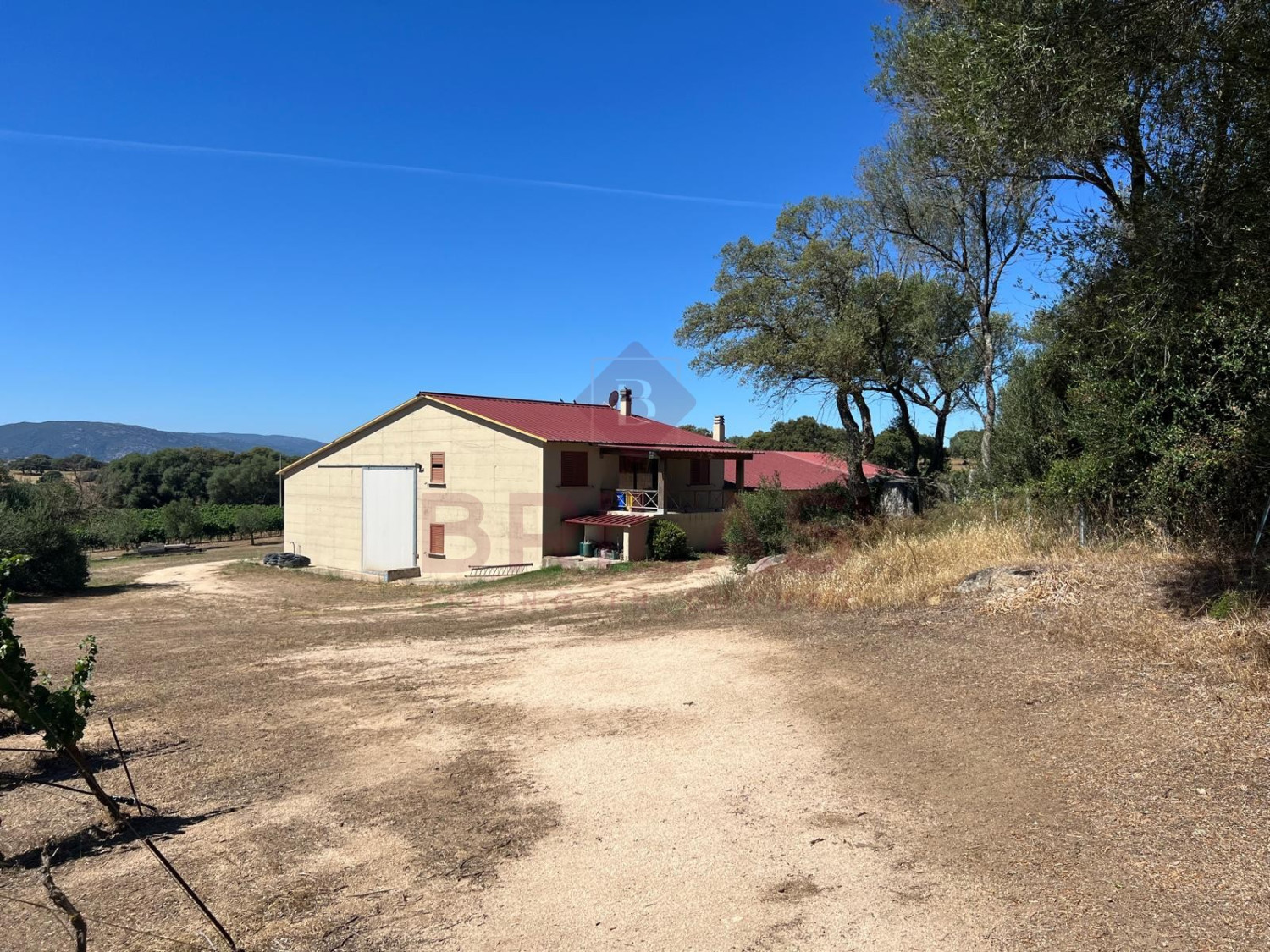 Esclusiva Azienda Vitinicola a Berchidda
