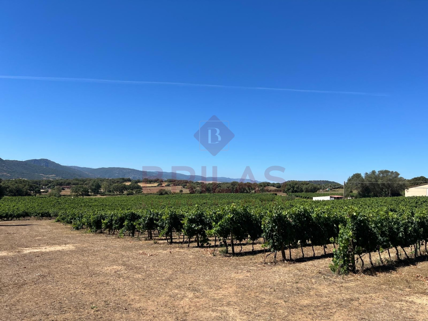 Esclusiva Azienda Vitinicola a Berchidda