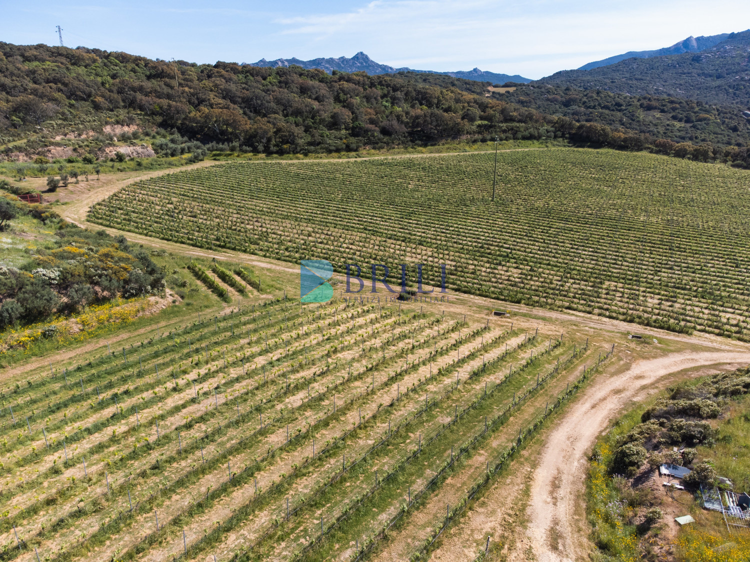 Azienda Agricola di Prestigio con Vigneti e Sugherete