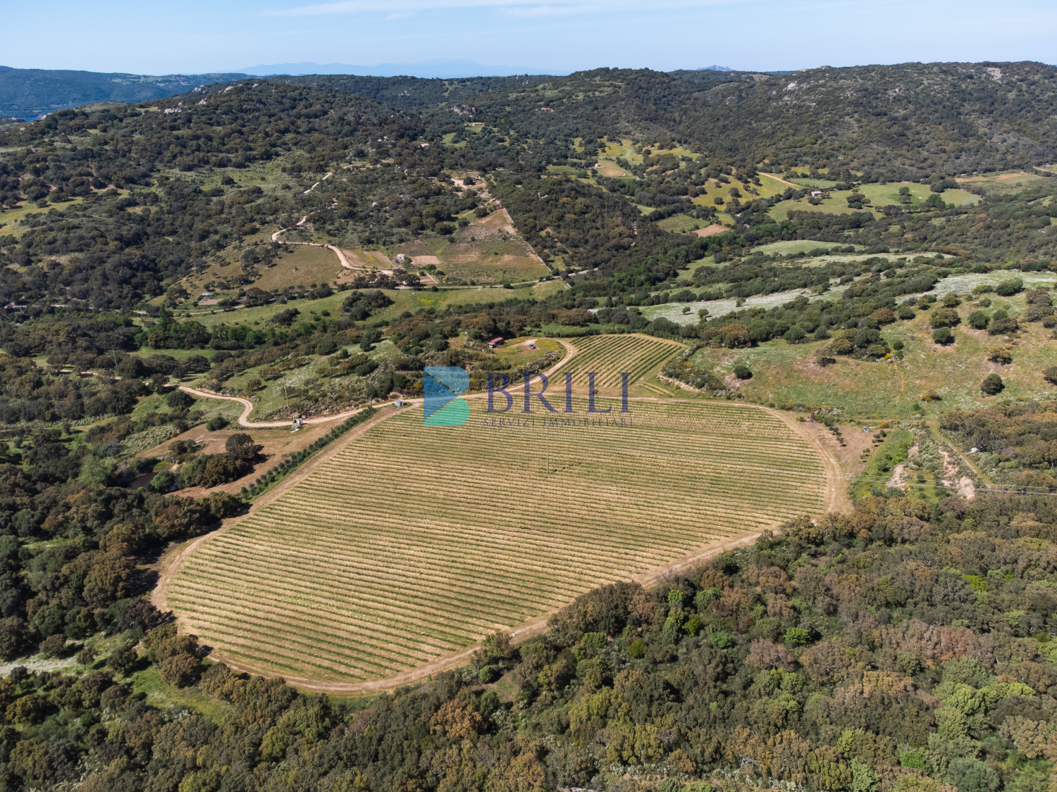Azienda Agricola di Prestigio con Vigneti e Sugherete