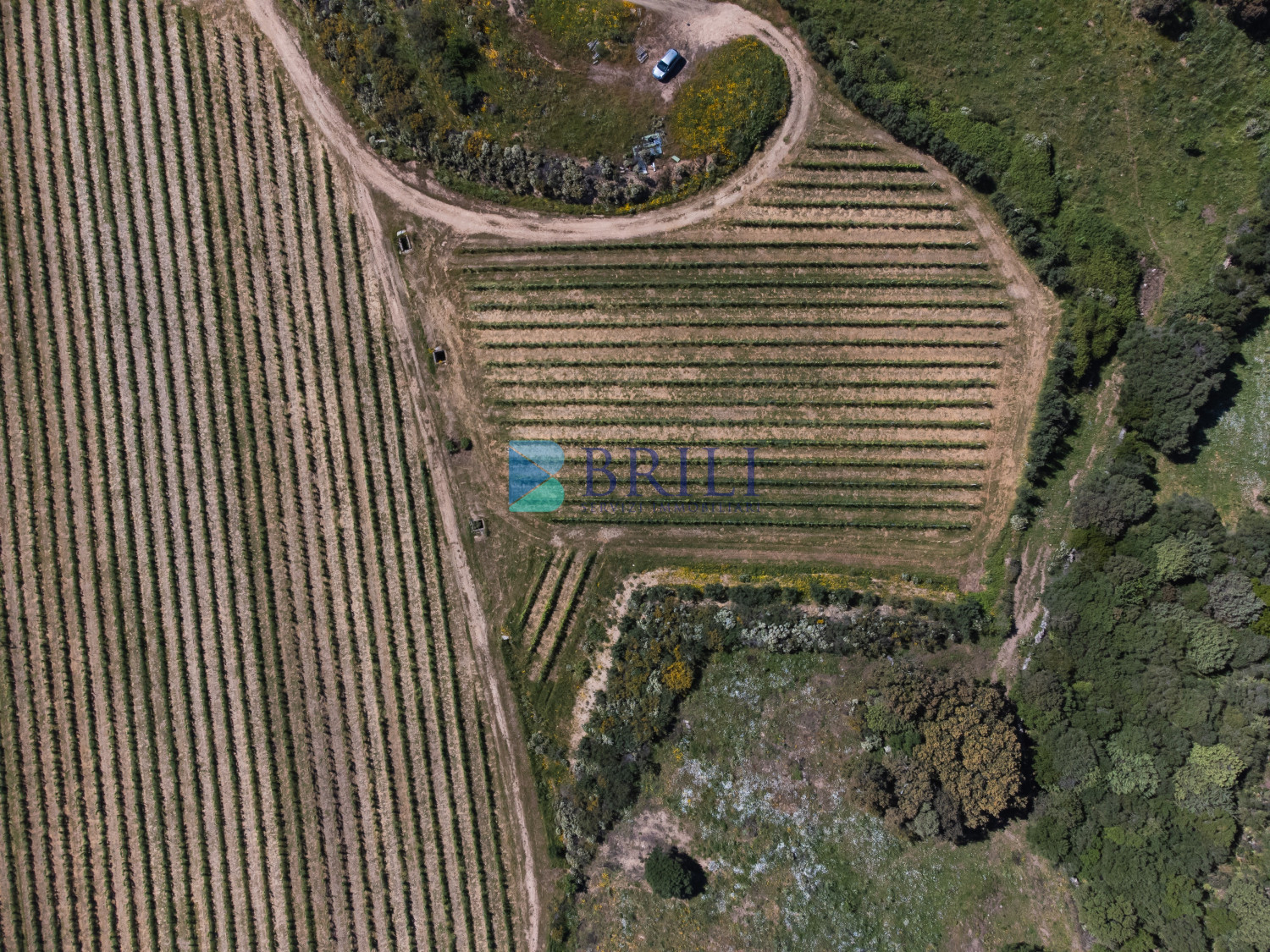 Azienda Agricola di Prestigio con Vigneti e Sugherete