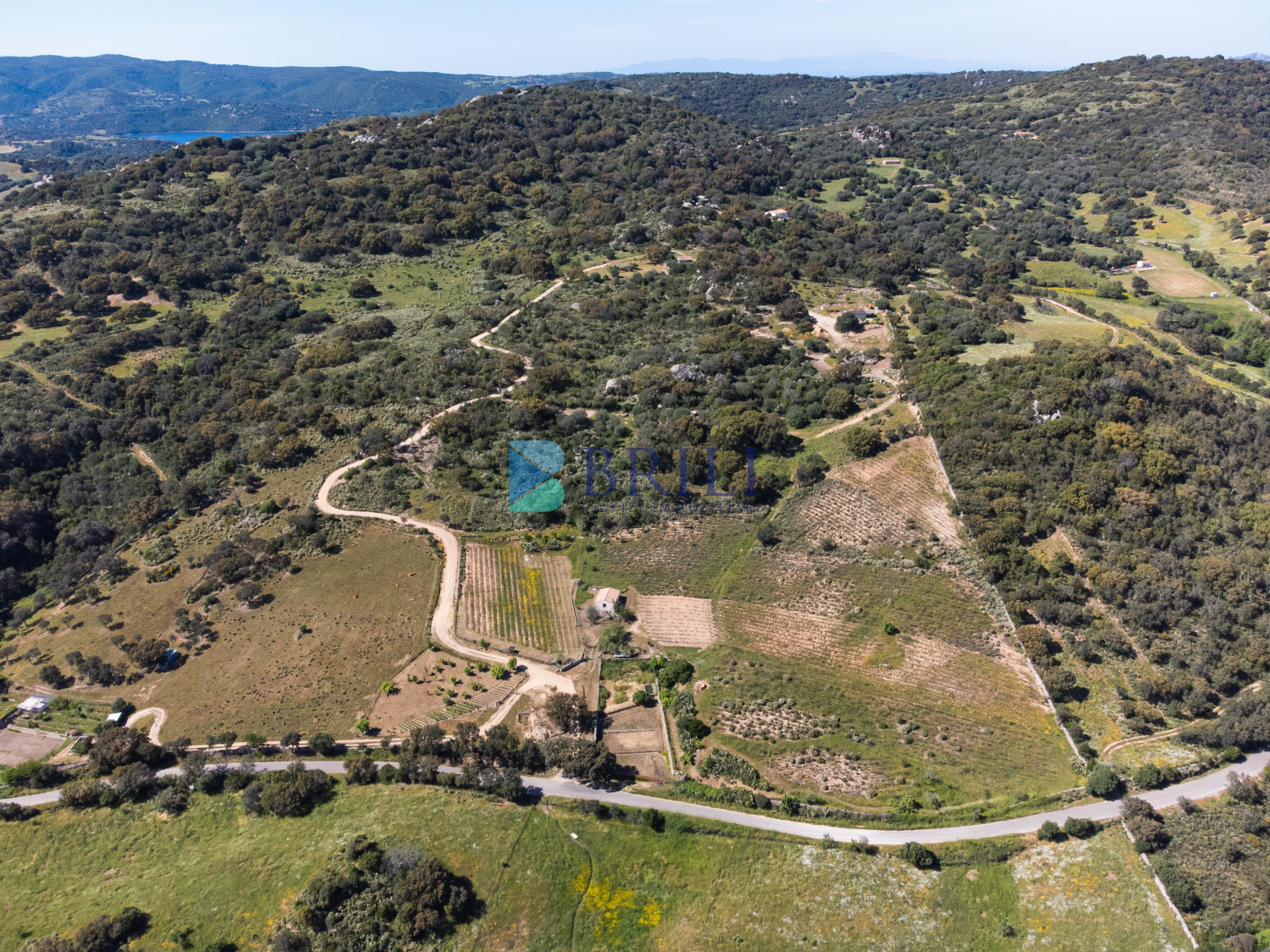 Azienda Agricola di Prestigio con Vigneti e Sugherete