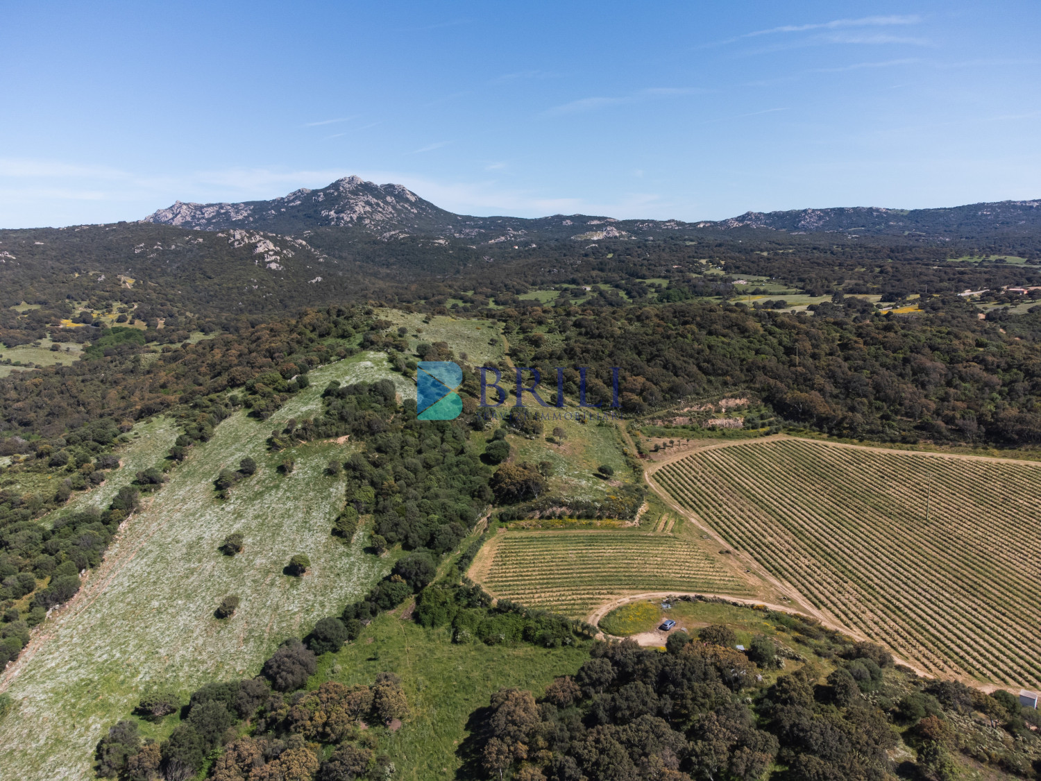 Azienda Agricola di Prestigio con Vigneti e Sugherete