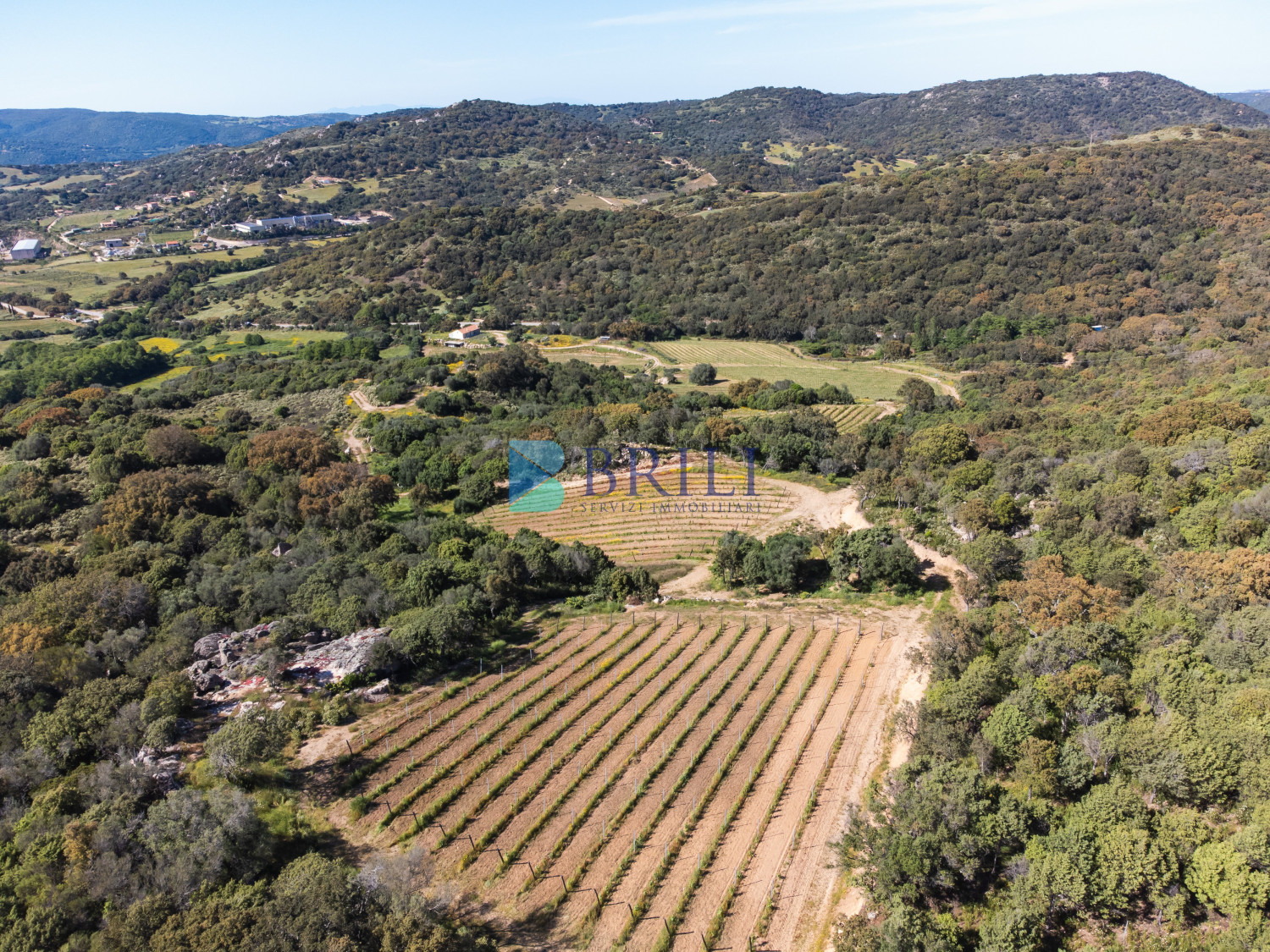 Azienda Agricola di Prestigio con Vigneti e Sugherete