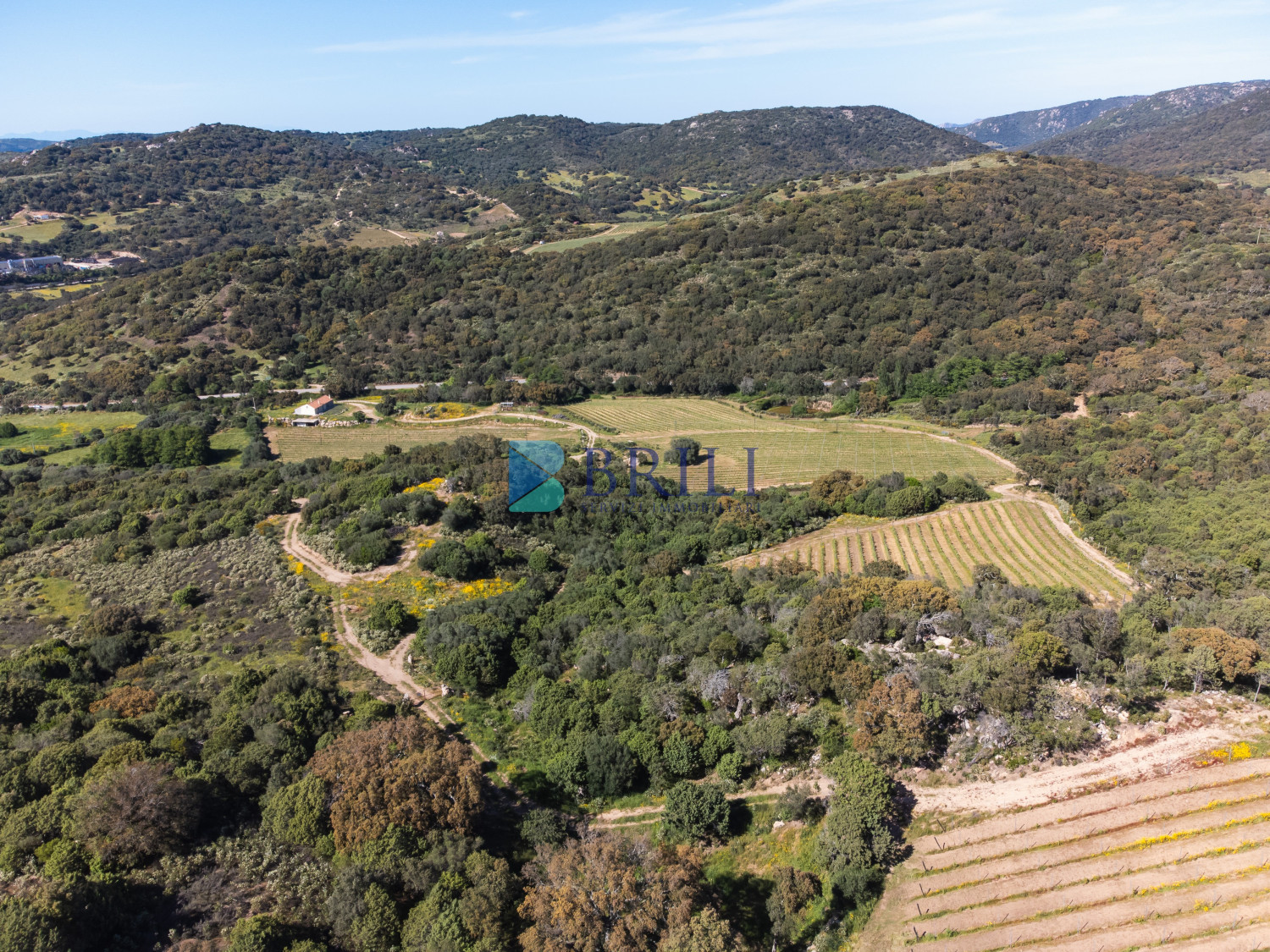 Azienda Agricola di Prestigio con Vigneti e Sugherete