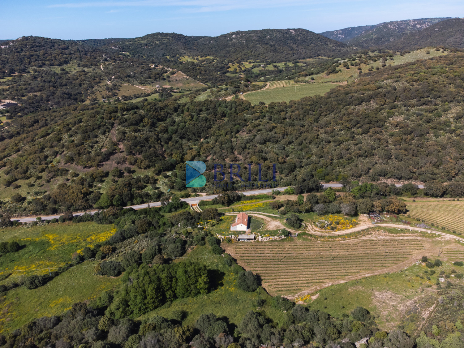 Azienda Agricola di Prestigio con Vigneti e Sugherete
