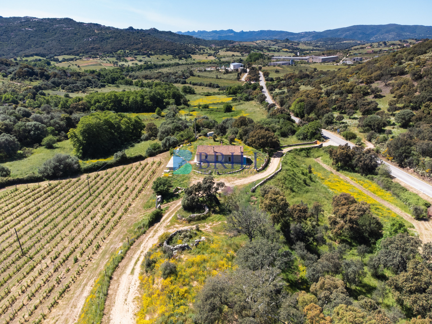 Azienda Agricola di Prestigio con Vigneti e Sugherete