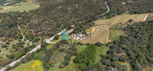 Azienda Agricola di Prestigio con Vigneti e Sugherete