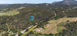 Azienda Agricola di Prestigio con Vigneti e Sugherete