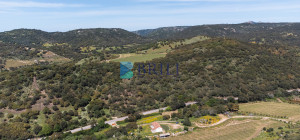 Azienda Agricola di Prestigio con Vigneti e Sugherete