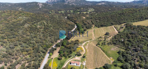 Azienda Agricola di Prestigio con Vigneti e Sugherete