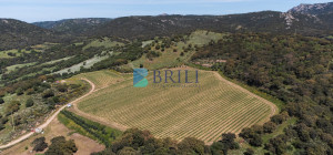 Azienda Agricola di Prestigio con Vigneti e Sugherete