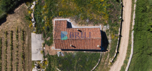 Azienda Agricola di Prestigio con Vigneti e Sugherete