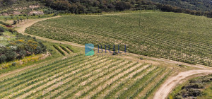 Azienda Agricola di Prestigio con Vigneti e Sugherete