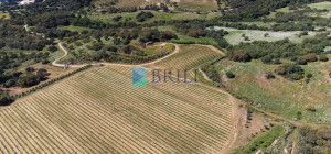 Azienda Agricola di Prestigio con Vigneti e Sugherete