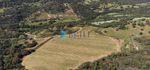 Azienda Agricola di Prestigio con Vigneti e Sugherete