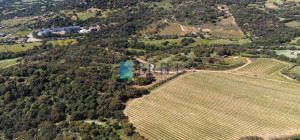 Azienda Agricola di Prestigio con Vigneti e Sugherete