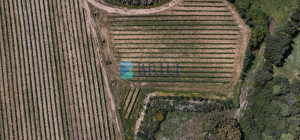 Azienda Agricola di Prestigio con Vigneti e Sugherete