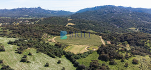 Azienda Agricola di Prestigio con Vigneti e Sugherete