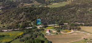 Azienda Agricola di Prestigio con Vigneti e Sugherete