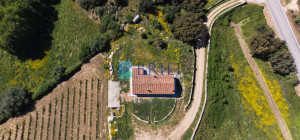 Azienda Agricola di Prestigio con Vigneti e Sugherete