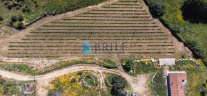 Azienda Agricola di Prestigio con Vigneti e Sugherete
