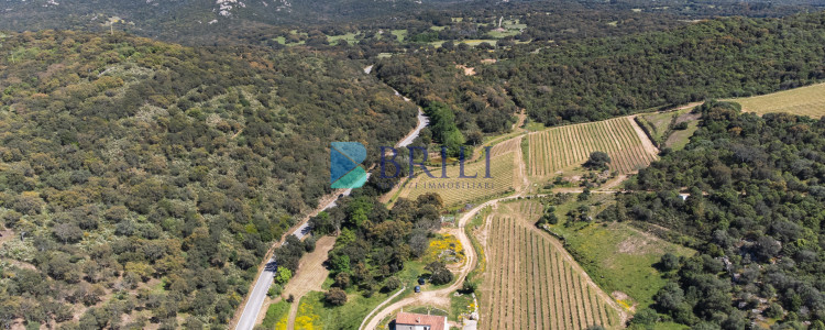 Azienda Agricola di Prestigio con Vigneti e Sugherete